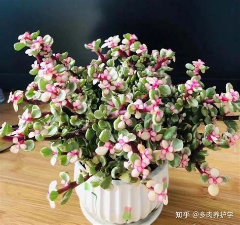 金枝玉叶植物|金枝玉叶怎么养？注意这7个要点！